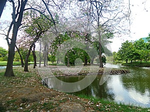 Pink flowers blooming in the park