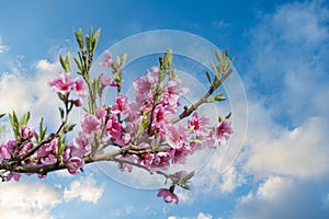 Pink Flowers Blooming Peach Tree at Spring. Bright Blue Sky as Background. Beautiful peach blossom. toned