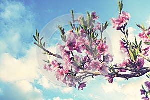 Pink Flowers Blooming Peach Tree at Spring. Bright Blue Sky as Background. Beautiful peach blossom. toned