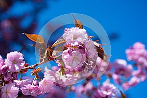 pink flowers of blooming sakura tree in spring on sky background