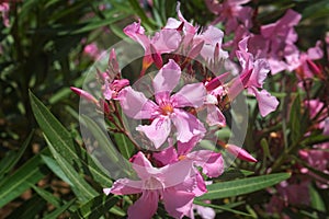 Pink Flowers blooming in Springtime