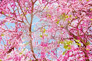 pink flowers blooming in tree