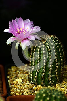 Pink flowers blossom of Lobivia spp