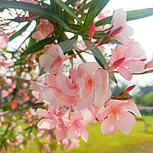 Pink flowers blossom nerium oleander