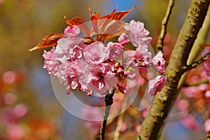 Pink flowers blossomed Japanese cherry