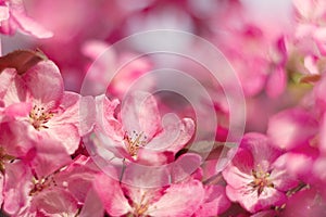 Pink flowers of blossoming apple tree in park, selective focus, background postal