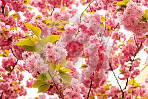 Pink flowers of a blossoming cherry tree.