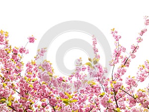 Pink flowers of a blossoming cherry tree. Sakura.