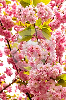 Pink flowers of a blossoming cherry tree. Sakura.