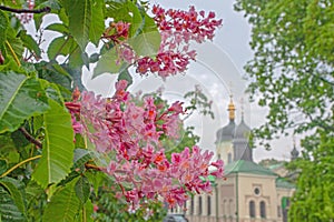 Pink flowers on blossoming chestnut tree in Kyiv