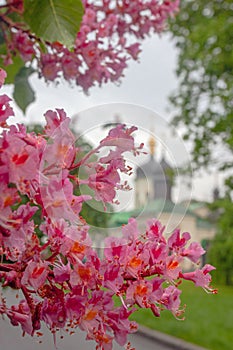 Pink flowers on blossoming chestnut tree in Kyiv