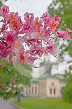 Pink flowers on blossoming chestnut tree in Kyiv