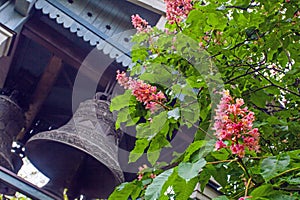 Pink flowers on blossoming chestnut tree in Kyiv