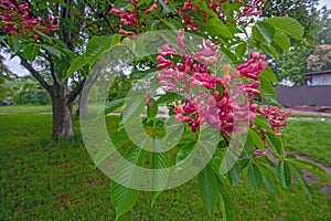 Pink flowers on blossoming chestnut tree in Kyiv