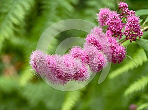 Pink flowers of a blossoming tree on green leaves blur background
