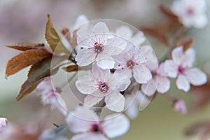Pink flowers of a blossoming tree. Spring macro photo. Cherry blossom