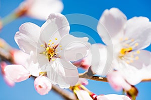 Pink Flowers on a Blue Background