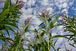 Pink flowers on a blue clouded sky background.