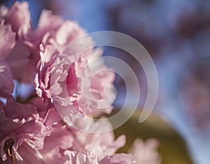 Pink flowers and blue skies - March in London.