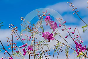 Pink flowers and blue sky