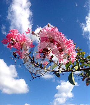 Pink Flowers and Blue Sky