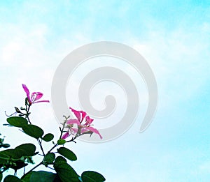 Pink flowers blue sky