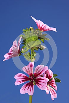 Pink flowers on blue sky