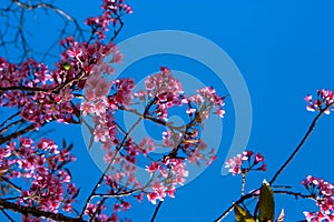 Pink flowers blue sky backgroud. Clear view, Cherry blossom