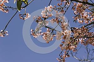 Pink Flowers Blue sky background