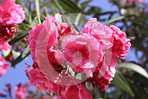 Pink flowers and blue sky at the background, Touch of spring