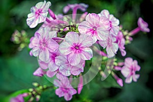 Pink flowers on a blurred background