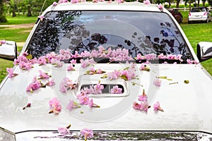 Pink flowers on the bonnet