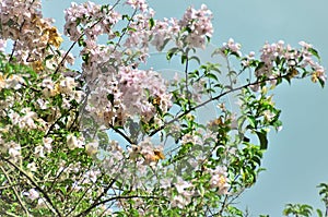 Pink Bougainvillea flowers in the field photo