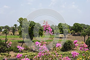 Pink flowers of Bouganvilla Bougainvillea glabra photo