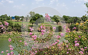 Pink flowers of Bouganvilla Bougainvillea glabra photo