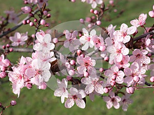 Pink flowers on the branches of an almond tree Prunus dulcis on a nice sunny day
