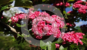 Pink flowers on the branches of Hawthorn