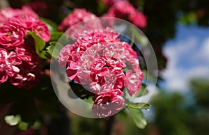 Pink flowers on the branches of Hawthorn