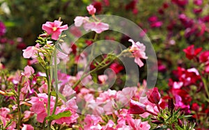 Pink flowers in the bryant park, kodaikanal.