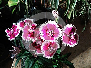 Pink Flowers Bunch