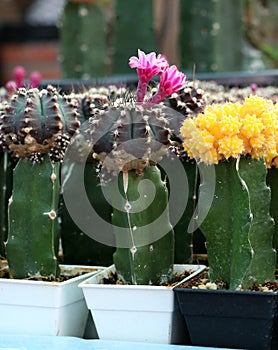 Pink flowers of cactus blooming from gymnocalycium mihanovichii cactus