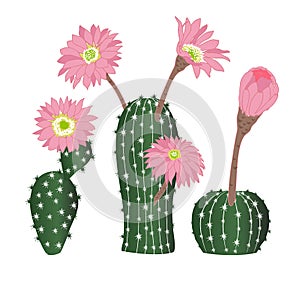 Pink flowers of Cactus collection.