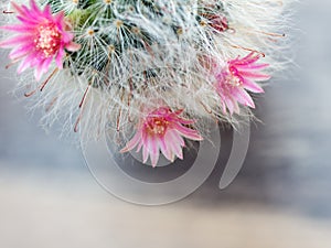Pink flowers from cactus that have white hair like the hair of cat.