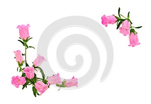 Pink flowers Campanula medium common name: Canterbury bells, bell flower on a white background with space for text. Top view,