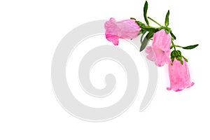 Pink flowers Campanula medium common name: Canterbury bells, bell flower on a white background with space for text. Top view,