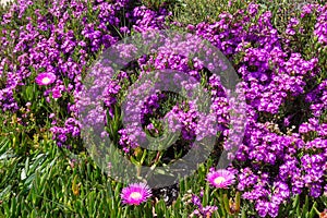 Pink flowers (Carpobrotus) closeup.