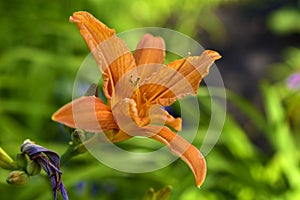 Pink flowers of carrot-colored lilies in the garden