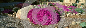 Pink Flowers, Center for Earth Concerns, Ojai, California