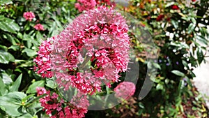 Pink flowers of Centranthus ruber or Valerian.