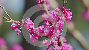 Pink Flowers Of Cercis Siliquastrum. Branches Cercis Siliquastrum Or Juda Tree With Lush Pink Flowers. Close up. photo